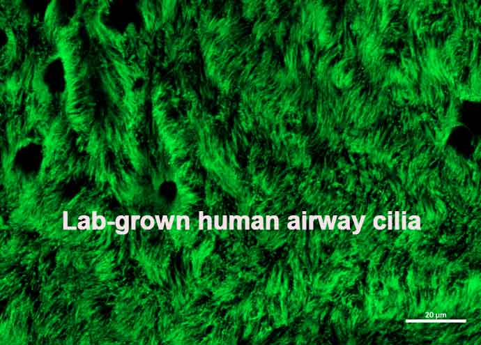 Lab-grown airway cells CSIRO