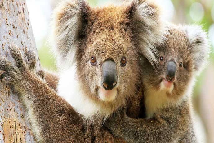 Koala Survival requires $1 billion funding